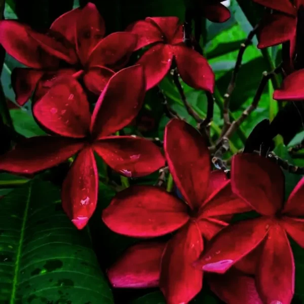 Buy Plumeria Frangipani Blood Red, Temple Tree from Nursery Nisarga