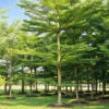 Buy Terminalia Mantaly Green Online at Nursery Nisarga