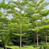 Buy Terminalia Mantaly Green Online at Nursery Nisarga