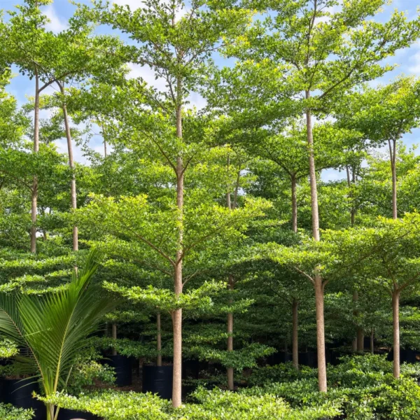 Buy Terminalia Mantaly Green Online at Nursery Nisarga