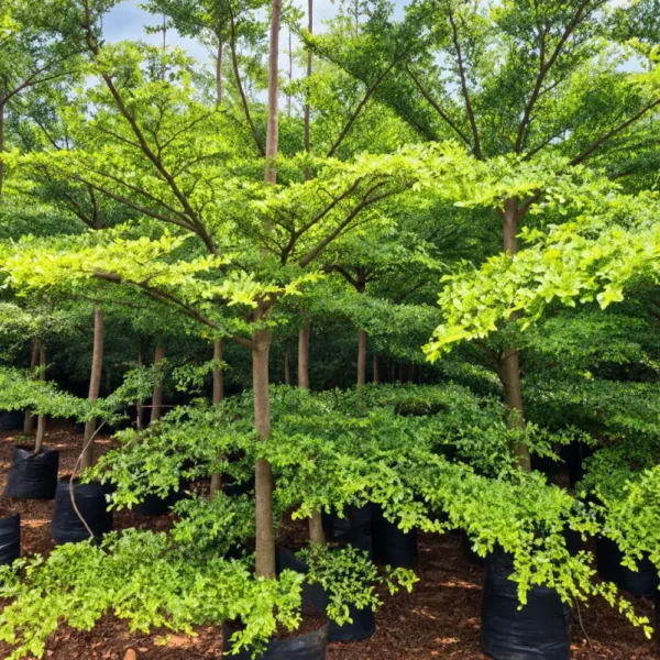 Buy Terminalia Mantaly Green Online at Nursery Nisarga