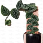 Buy Monstera Dubia buy online