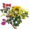 Buy Multicolour Bougainvillea Plant Grafted Online at Nursery Nisarga