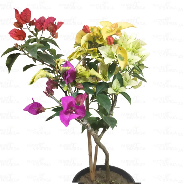 Buy Multicolour Bougainvillea Plant Grafted Online at Nursery Nisarga