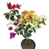 Buy Multicolour Bougainvillea Plant Grafted Online at Nursery Nisarga