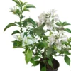 Buy Bougainvillea Plant "White" Online at Nursery Nisarga