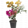 Buy Multicolour Bougainvillea Plant Grafted Online at Nursery Nisarga