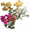 Buy Multicolour Bougainvillea Plant Grafted Online at Nursery Nisarga