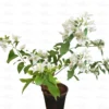 Buy Bougainvillea Plant "White" Online at Nursery Nisarga