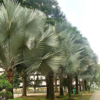 Buy Bismarck Palm, Bismarckia Nobilis from Nursery Nisarga
