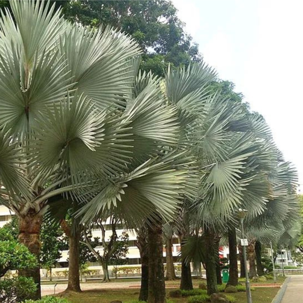 Buy Bismarck Palm, Bismarckia Nobilis from Nursery Nisarga
