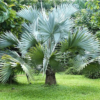 Buy Bismarck Palm, Bismarckia Nobilis from Nursery Nisarga