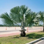 Buy Bismarckia nobilis, bismarck palm online - Nursery Nisarga