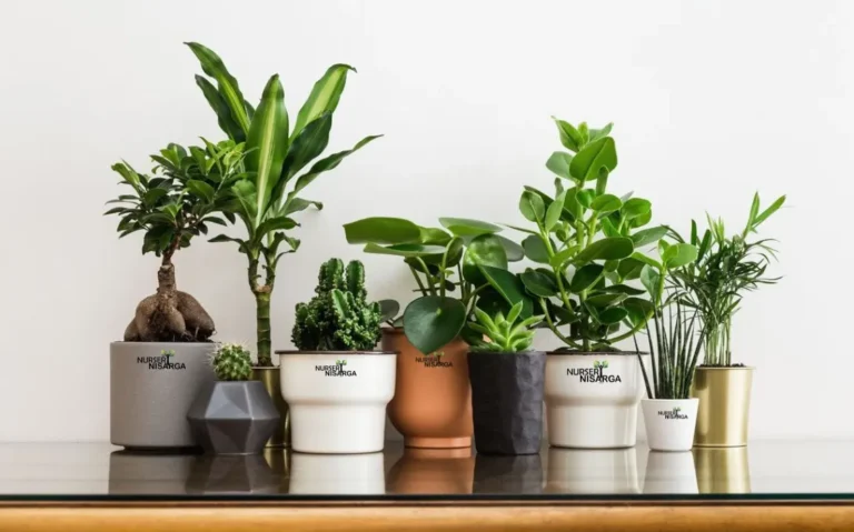 Lucky Plants for Home as per Vastu
