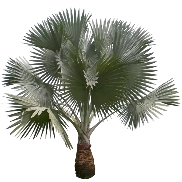 Buy Bismarckia nobilis, bismarck palm online - Nursery Nisarga