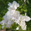 Buy Bougainvillea Plant "White" Online at Nursery Nisarga