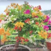 Buy Multicolour Bougainvillea Plant Grafted Online at Nursery Nisarga