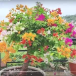 Buy Multicolour Bougainvillea Plant Grafted Online at Nursery Nisarga