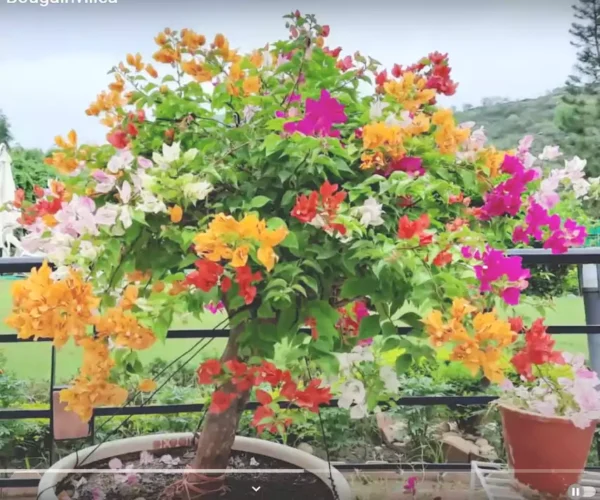 Buy Multicolour Bougainvillea Plant Grafted Online at Nursery Nisarga