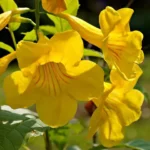 Buy Tecoma Gaudichaudi , Yellow Bells plant Online at Nursery Nisarga