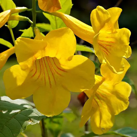 Buy Tecoma Gaudichaudi , Yellow Bells plant Online at Nursery Nisarga