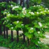 Buy Bauhinia Acuminata – White Orchid tree, Safed Kachnar from Nursery NIsarga