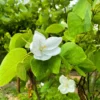 Buy Bauhinia Acuminata – White Orchid tree, Safed Kachnar from Nursery NIsarga