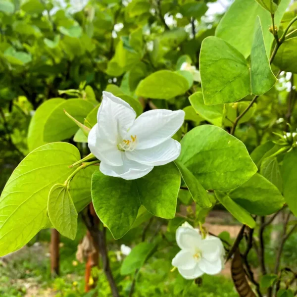 Buy Bauhinia Acuminata – White Orchid tree, Safed Kachnar from Nursery NIsarga