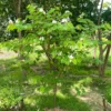 Buy Bauhinia Acuminata – White Orchid tree, Safed Kachnar from Nursery NIsarga