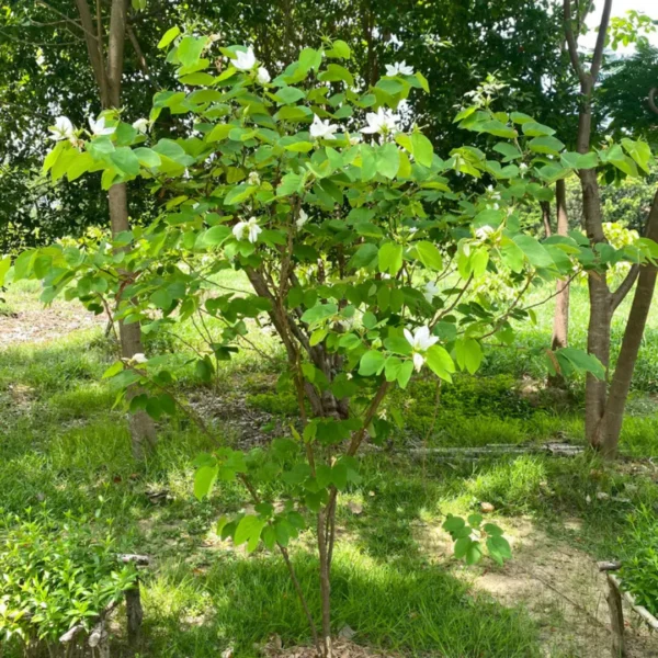 Buy Bauhinia Acuminata – White Orchid tree, Safed Kachnar from Nursery NIsarga
