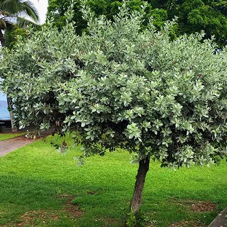 Buy Conocarpus Erectus (Buttonwood) Online at Nursery Nisarga