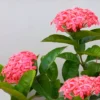 Buy Singapori Ixora, Ixora Long Plant Online at Nursery Nisarga