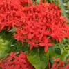 Buy Singapori Ixora, Ixora Long Plant Online at Nursery Nisarga