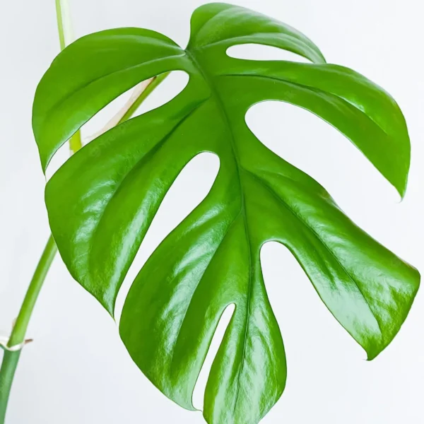 Buy Rhaphidophora Tetrasperma Plant Online at Nursery Nisarga
