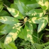 Buy Chiku plant | Sapodilla- Variegated online at nursery nisarga