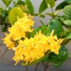 Buy Singapori Ixora, Ixora Long Plant Online at Nursery Nisarga