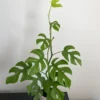 Buy Rhaphidophora Tetrasperma Plant Online at Nursery Nisarga