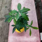 Buy Mini Money Tree, Pachira Aquatic