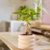 Buy Miniature Pachira Aquatica Plant “Mini Money Tree” from Nursery Nisarga