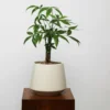 Buy Miniature Pachira Aquatica Plant “Mini Money Tree” from Nursery Nisarga