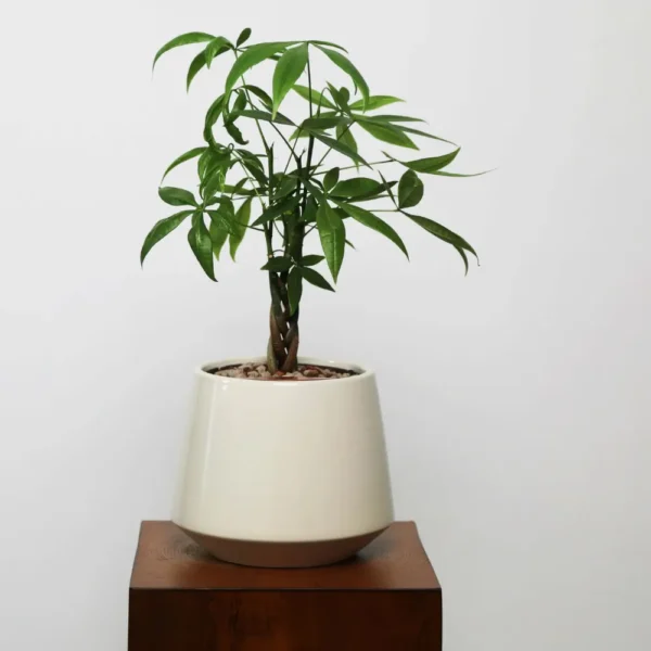 Buy Miniature Pachira Aquatica Plant “Mini Money Tree” from Nursery Nisarga