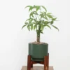 Buy Miniature Pachira Aquatica Plant “Mini Money Tree” from Nursery Nisarga