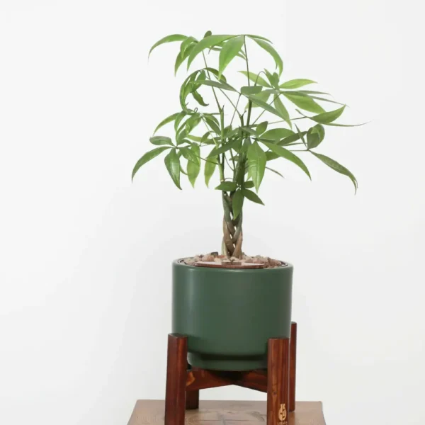 Buy Miniature Pachira Aquatica Plant “Mini Money Tree” from Nursery Nisarga