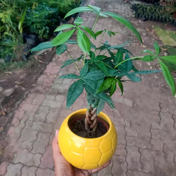 Braided Pachira aquatica "Money Tree" plant - Nursery Nisarga