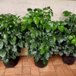 Buy Radermachera sinica, China doll plant at Nursery Nisarga