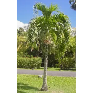 Buy Veitchia Merrillii | Christmas Palm Online