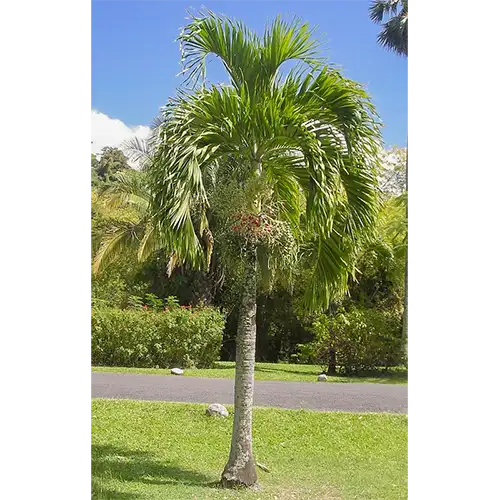 Buy Veitchia Merrillii | Christmas Palm Online
