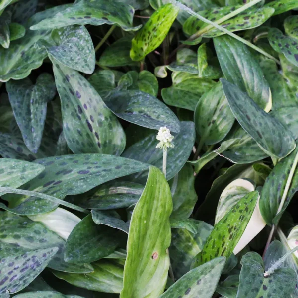 Buy African Hosta/ Drimiopsis Maculata Plant Online at Nursery Nisarga