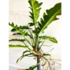 Buy Philodendron 'Ring of Fire' Plant Online