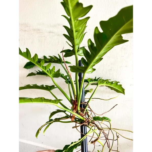 Buy Philodendron 'Ring of Fire' Plant Online